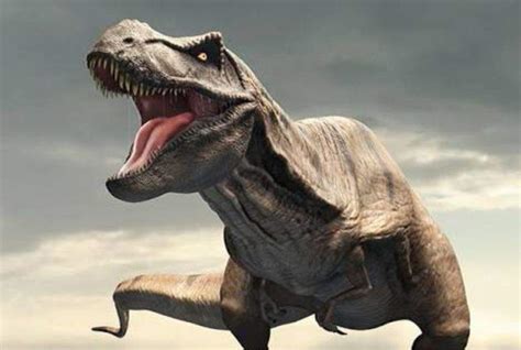 Tiranosaurio Rex   T  rex  | Wiki | Amino Paleontología Amino