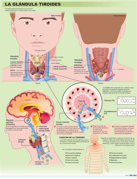 Tiroides: los peligros de la glándula con forma de ...