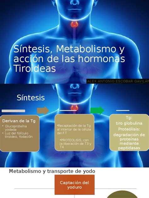 TIROIDES.pptx | Hormona estimulante de la tiroides | Tiroides