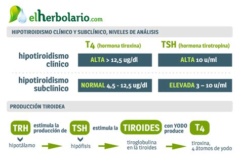 Tiroides y hormonas tiroideas: funciones y equilibrio