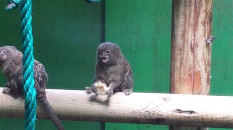 Titi pigmeo comiendo   YouTube