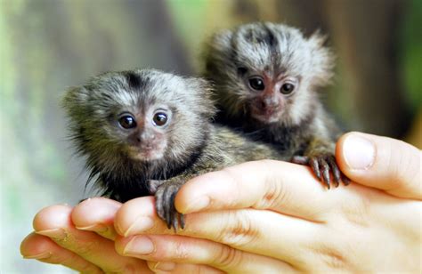 Tití pigmeo, el mono más pequeño del mundo | La Verdad ...