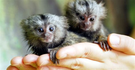 Tití pigmeo, el mono más pequeño del mundo | La Verdad ...
