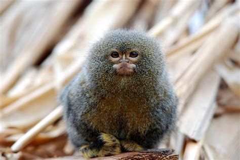 Tití pigmeo, el mono más pequeño del mundo | La Verdad Noticias
