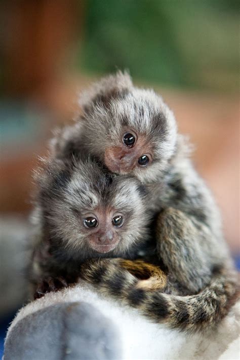 Tití pigmeo, el mono más pequeño del mundo | La Verdad Noticias