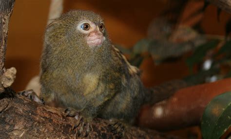 Tití pigmeu | Zoo Barcelona