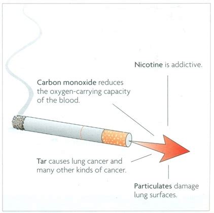 Tobacco smoke   Biology Notes for IGCSE 2014