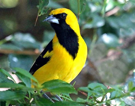 Toche: el Toche, o Turpial Montañero, es un ave nativa de Colombia que v...