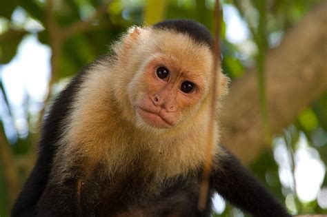Toda Clase De Animales.: el mono capuchino