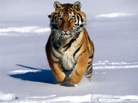 Toda Clase De Animales.: el tigre