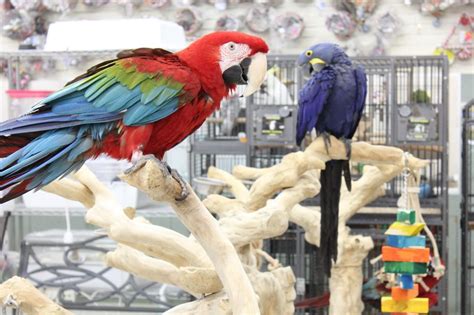 Todd Marcus Birds Exotic – See Inside Exotic Pet Store ...