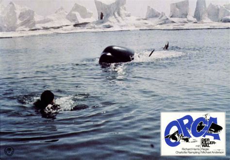 Todo El Terror Del Mundo: Orca, La Ballena Asesina  Orca ...