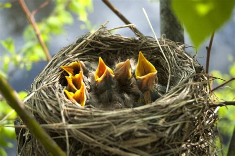 Todo lo que debes saber sobre los nidos de las aves Mis Animales