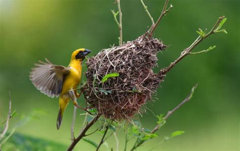 Todo lo que debes saber sobre los nidos de las aves   Mis Animales