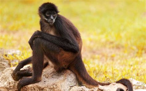 TODO lo que necesitas saber sobre los Monos [Fotos ...