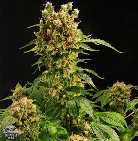 todo sobre el cultivo de cannabis indoor: Tipos y Fotos de ...