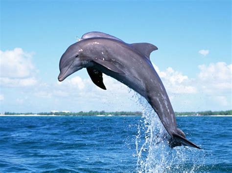 Todo sobre el delfín | Informacion sobre animales