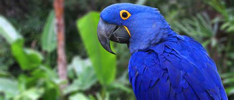 Todo sobre el Guacamayo Jacinto, un ave fascinante   Bekia ...