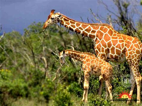 Todo sobre las jirafas : Datos principales sobre las jirafas