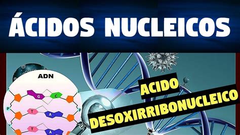 TODO SOBRE LOS ÁCIDOS NUCLEICOS | FUNCIONES Y ESTRUCTURA |   YouTube