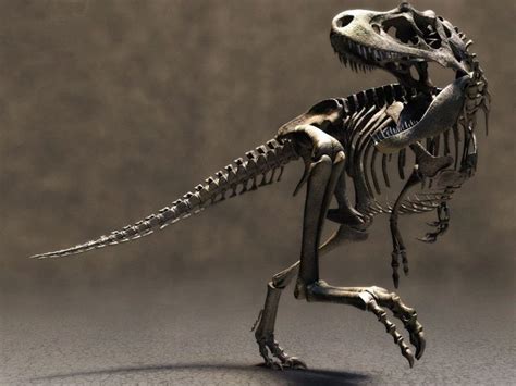 Todo sobre los esqueletos de dinosaurios – Dinosaurios