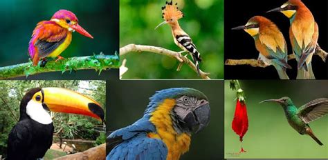 Todo tipos de aves y sus características | EsMuyChido.Com