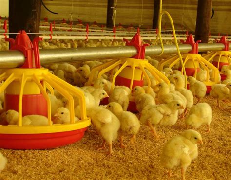 TODOPRODUCTIVIDAD: Ventilación de granjas avícolas  1ª PARTE