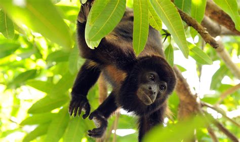 Todos los primates de méxico, en peligro | SinEmbargo MX