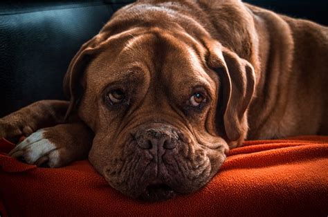 ¿Todos los tumores de perros son cáncer?   Razas y Perros