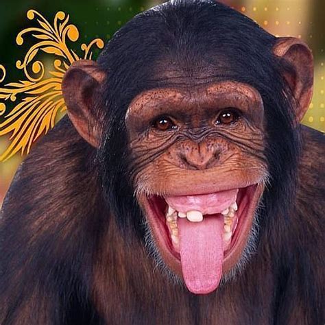 Todos somos monos | El Diario Vasco