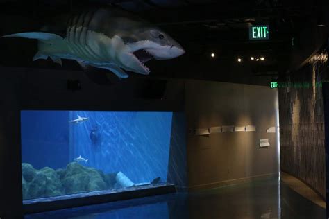 Toledo Zoo aquarium renovations   The Blade