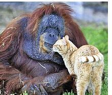 Tonda  orangutan    Wikipedia