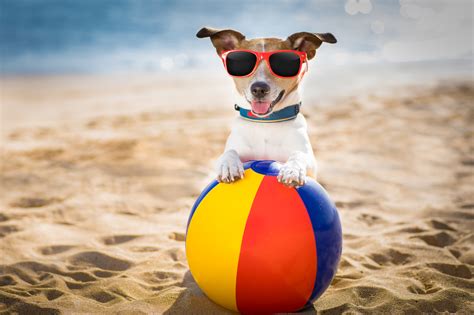 Top 10: Accesorios para perros durante el verano | zooplus