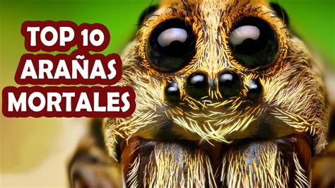 TOP 10 arañas más venenosas del mundo   YouTube