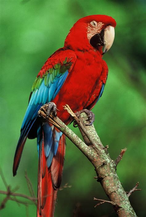 Top 10 Best Kind Of Pet Parrots