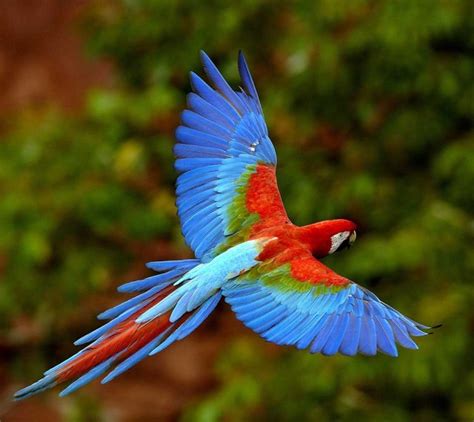 Top 10 Best Pet Birds   List of Beautiful Birds