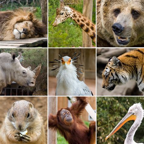 Top 10 Best Zoos In The World   eBlogfa.com