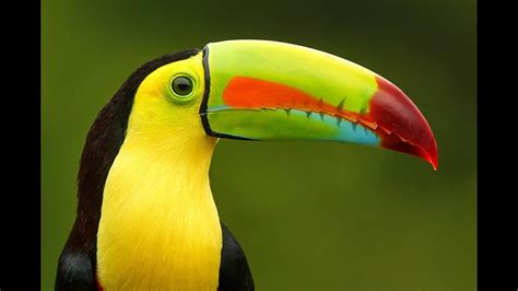 Top 10 Birds with Amazing Beaks   YouTube