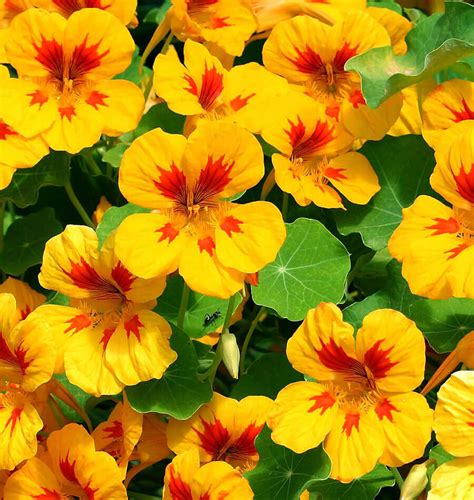 TOP 10 Bug Repelling Flowers That Keep Pests Out of Your ...