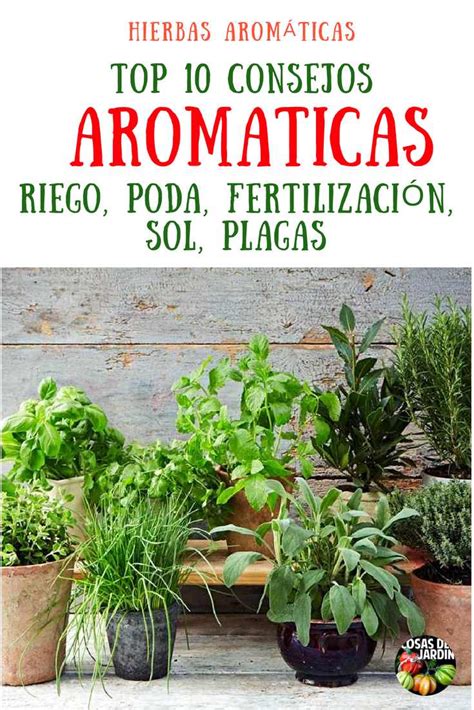 TOP 10 consejos para cultivar plantas aromaticas en maceta ...