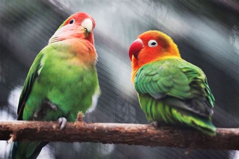 Top 10 de especies de aves que podrás ver sólo en Valle del Cauca