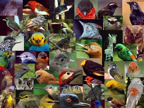 Top 10 de los países más diversos en aves Pajareando ando