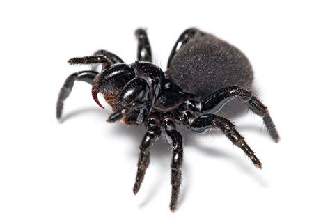 Top 10 Deadly Spiders