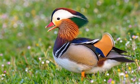 Top 10 Different Types of Ducks