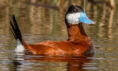 Top 10 Different Types of Ducks