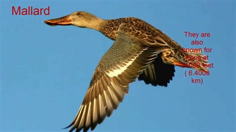 Top 10 Highest Flying Birds  Flying Bird  Common   YouTube