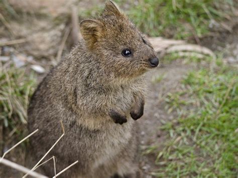 Top 10 mejores países para los amantes de los animales » Historias de ...