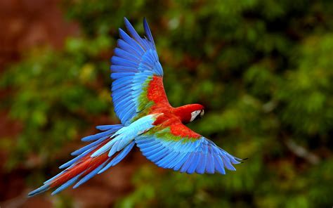 Top 10 Most Beautiful Birds