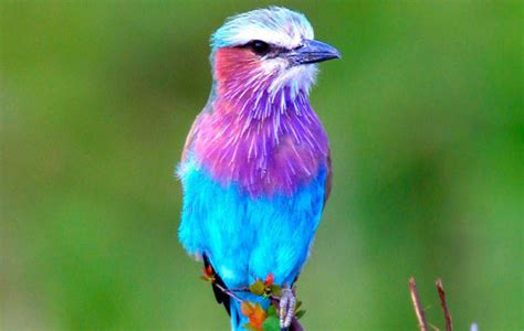 Top 10 Most Beautiful Birds Wallpapers