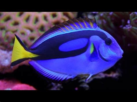 Top 10 most beautiful fish in the world have to see   YouTube